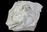Oreodont (Leptauchenia) Skull On Rotating Stand #78174-6